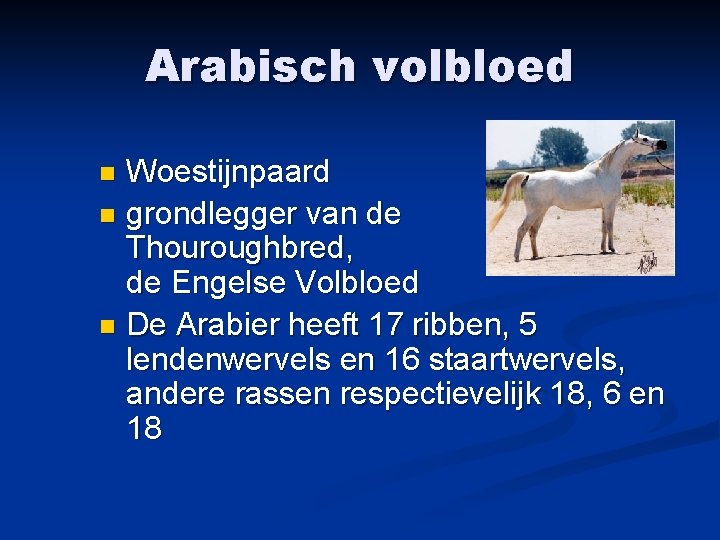 Arabisch volbloed Woestijnpaard n grondlegger van de Thouroughbred, de Engelse Volbloed n De Arabier