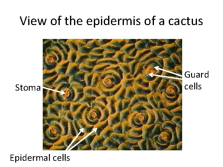 View of the epidermis of a cactus Stoma Epidermal cells Guard cells View of the epidermis of a cactus Stoma Epidermal cells Guard cells