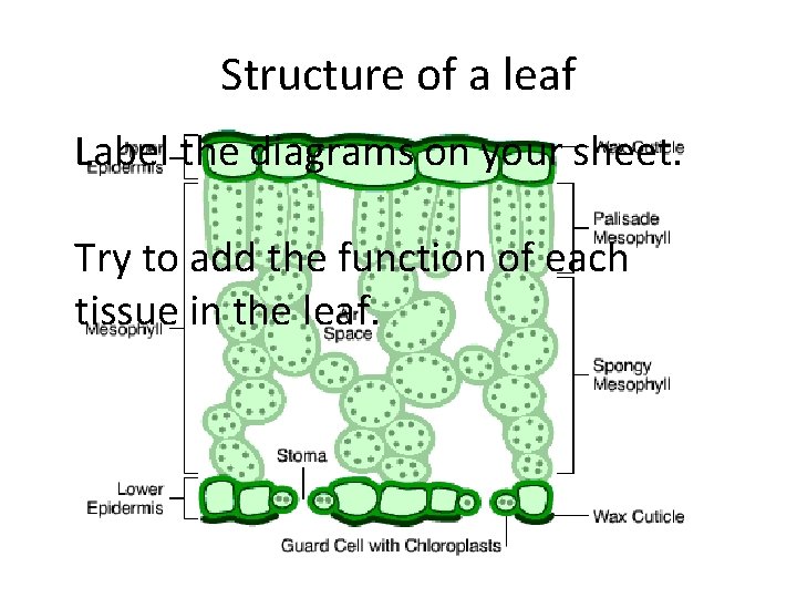 Structure of a leaf Label the diagrams on your sheet. Try to add the Structure of a leaf Label the diagrams on your sheet. Try to add the