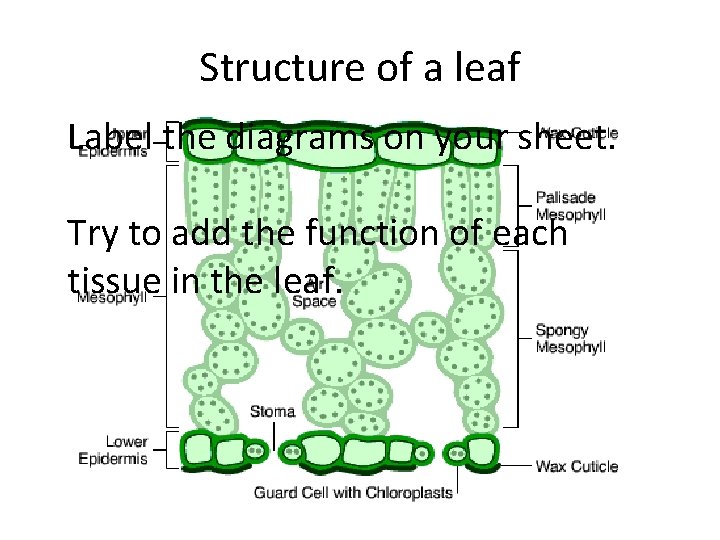 Structure of a leaf Label the diagrams on your sheet. Try to add the