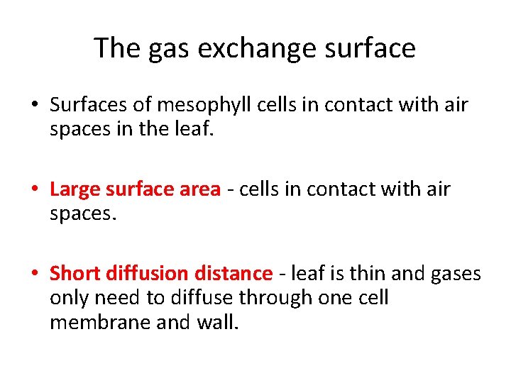 The gas exchange surface • Surfaces of mesophyll cells in contact with air spaces