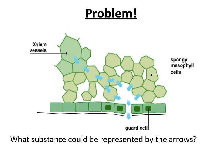 Problem! What substance could be represented by the arrows? 