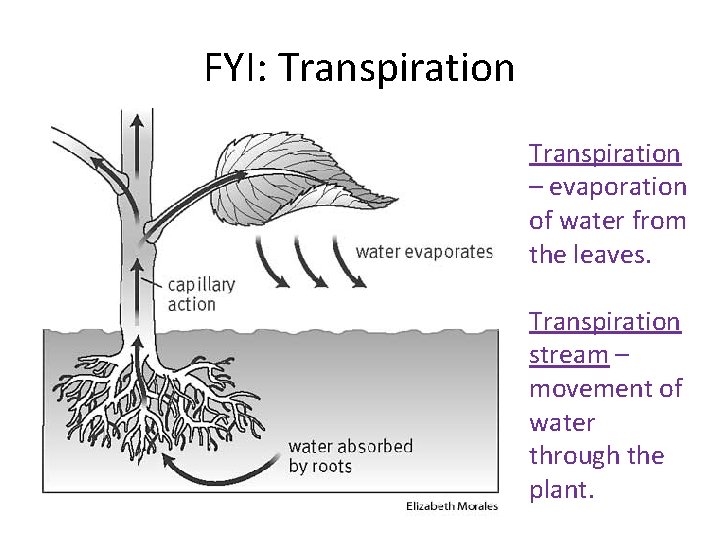 FYI: Transpiration – evaporation of water from the leaves. Transpiration stream – movement of