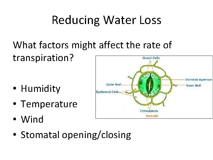 Reducing Water Loss What factors might affect the rate of transpiration? • • Humidity Reducing Water Loss What factors might affect the rate of transpiration? • • Humidity