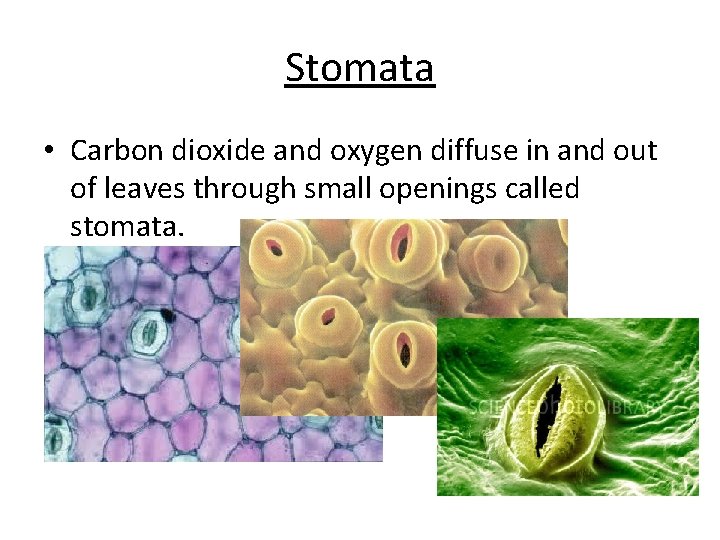 Stomata • Carbon dioxide and oxygen diffuse in and out of leaves through small