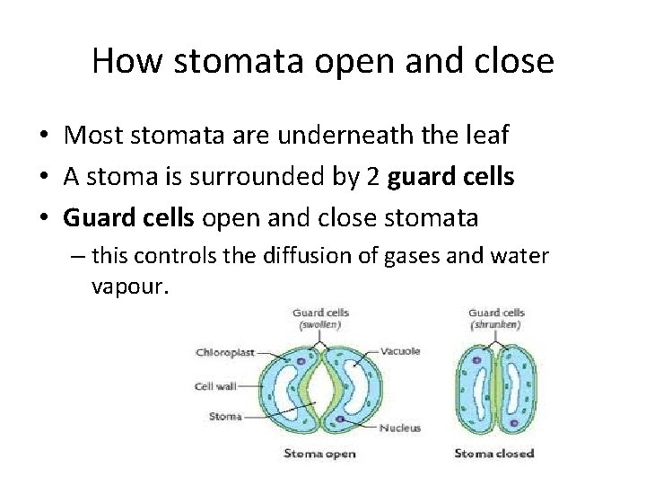 How stomata open and close • Most stomata are underneath the leaf • A How stomata open and close • Most stomata are underneath the leaf • A