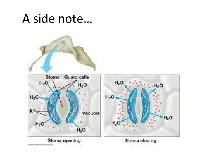 A side note… A side note…