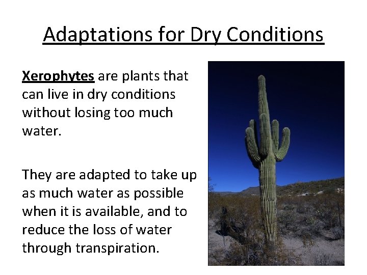 Adaptations for Dry Conditions Xerophytes are plants that can live in dry conditions without