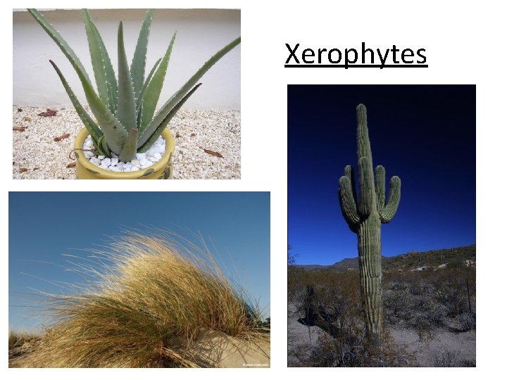 Xerophytes 