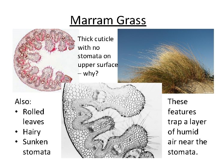 Marram Grass Thick cuticle with no stomata on upper surface – why? Also: •