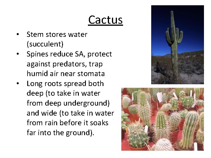 Cactus • Stem stores water (succulent) • Spines reduce SA, protect against predators, trap