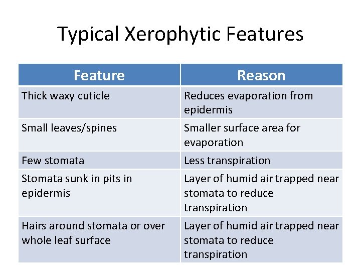 Typical Xerophytic Features Feature Reason Thick waxy cuticle Reduces evaporation from epidermis Small leaves/spines