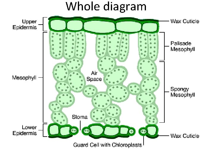 Whole diagram Whole diagram