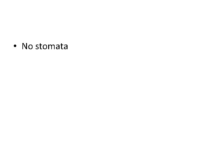 • No stomata • No stomata