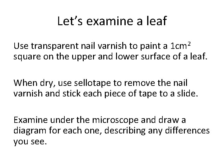 Let’s examine a leaf Use transparent nail varnish to paint a 1 cm 2