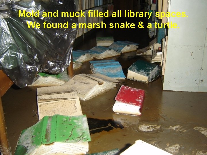 Mold and muck filled all library spaces. We found a marsh snake & a