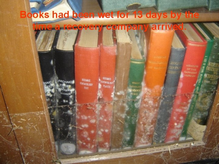 Books had been wet for 13 days by the time a recovery company arrived.