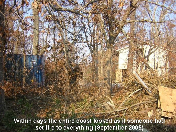 Within days the entire coast looked as if someone had set fire to everything