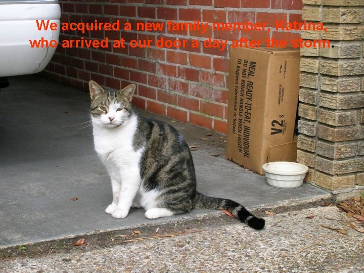 We acquired a new family member, Katrina, who arrived at our door a day