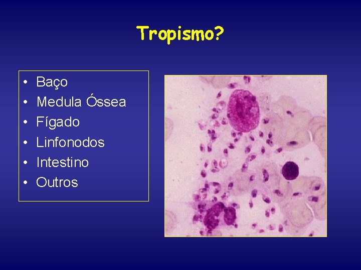 Tropismo? • • • Baço Medula Óssea Fígado Linfonodos Intestino Outros 