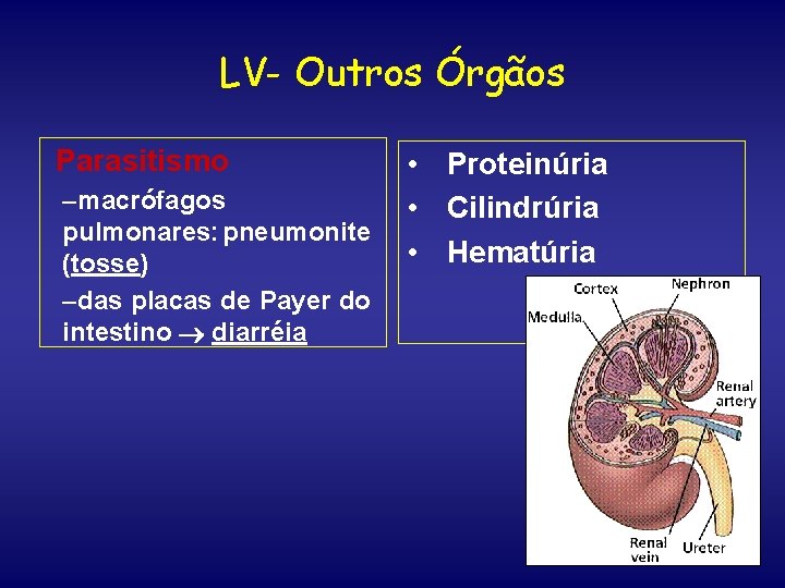 LV- Outros Órgãos Parasitismo –macrófagos pulmonares: pneumonite (tosse) –das placas de Payer do intestino