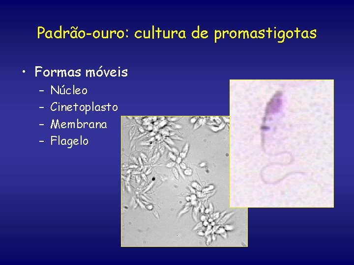 Padrão-ouro: cultura de promastigotas • Formas móveis – – Núcleo Cinetoplasto Membrana Flagelo 