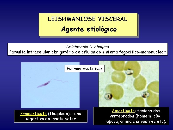 LEISHMANIOSE VISCERAL Agente etiológico Leishmania L. chagasi Parasita intracelular obrigatório de células do sistema