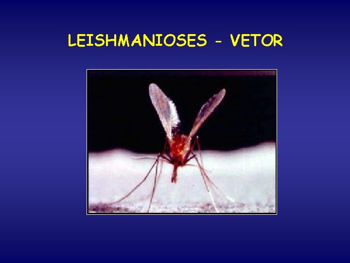 LEISHMANIOSES - VETOR 