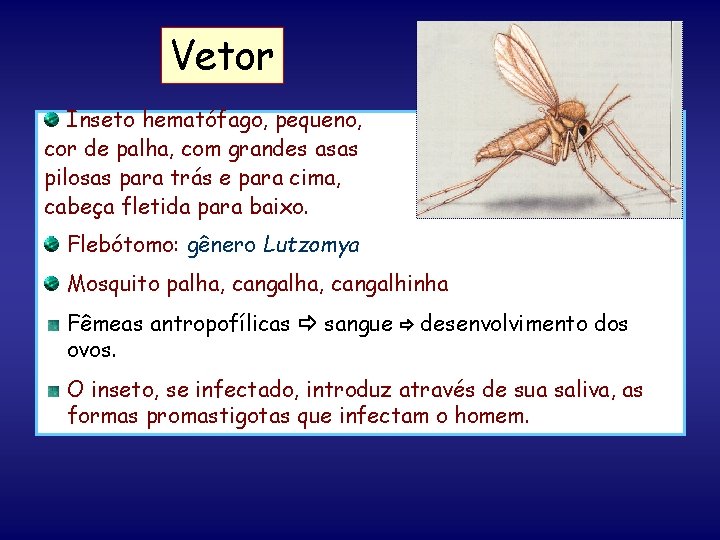Vetor Inseto hematófago, pequeno, cor de palha, com grandes asas pilosas para trás e