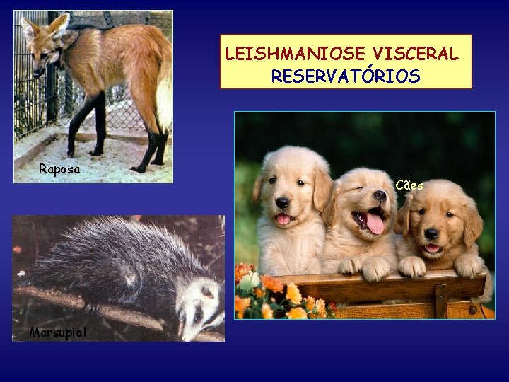 LEISHMANIOSE VISCERAL RESERVATÓRIOS Raposa Marsupial Cães 