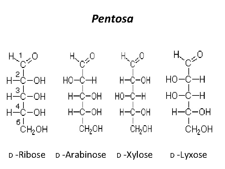 Pentosa D -Ribose D -Arabinose D -Xylose D -Lyxose 