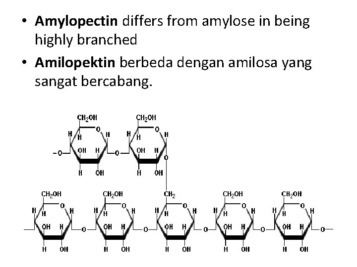  • Amylopectin differs from amylose in being highly branched • Amilopektin berbeda dengan