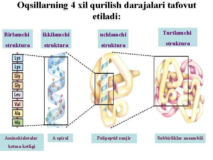 Oqsillarning 4 xil qurilish darajalari tafovut etiladi: Birlamchi ikkilamchi uchlamchi Turtlamchi struktura Aminokislotalar ketma-ketligi