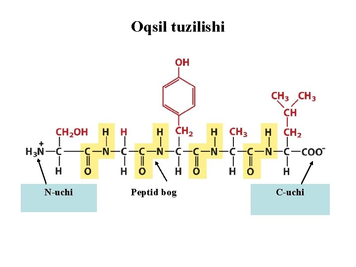 Oqsil tuzilishi N-uchi Peptid bog C-uchi 