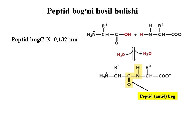 Peptid bog ׳ ni hosil bulishi Peptid bog. C-N 0, 132 nm Peptid (amid)