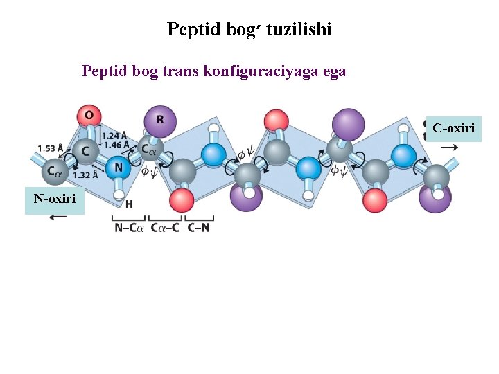 Peptid bog ׳ tuzilishi Peptid bog trans konfiguraciyaga ega C-oxiri N-oxiri 