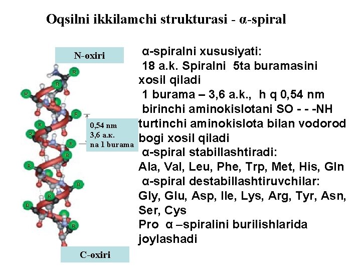 Oqsilni ikkilamchi strukturasi - α-spiral N-oxiri 0, 54 nm 3, 6 а. к. na