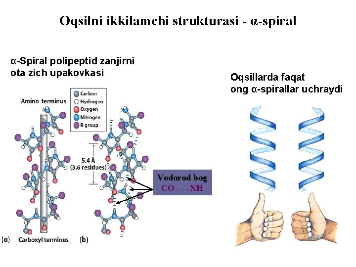 Oqsilni ikkilamchi strukturasi - α-spiral α-Spiral polipeptid zanjirni ota zich upakovkasi Oqsillarda faqat ong