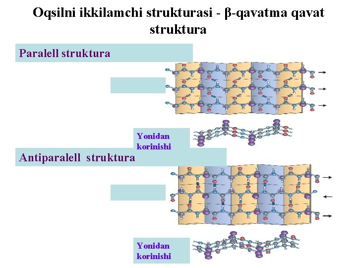 Oqsilni ikkilamchi strukturasi - β-qavatma qavat struktura Paralell struktura Antiparalell struktura Yonidan korinishi 