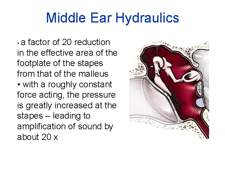 Middle Ear Hydraulics • a factor of 20 reduction in the effective area of