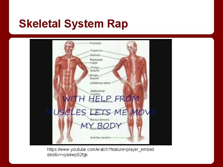 Skeletal System Rap https: //www. youtube. com/watch? feature=player_embed ded&v=vya 4 wp. S 2 fgk