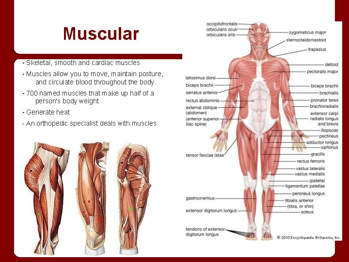 Muscular - Skeletal, smooth and cardiac muscles - Muscles allow you to move, maintain