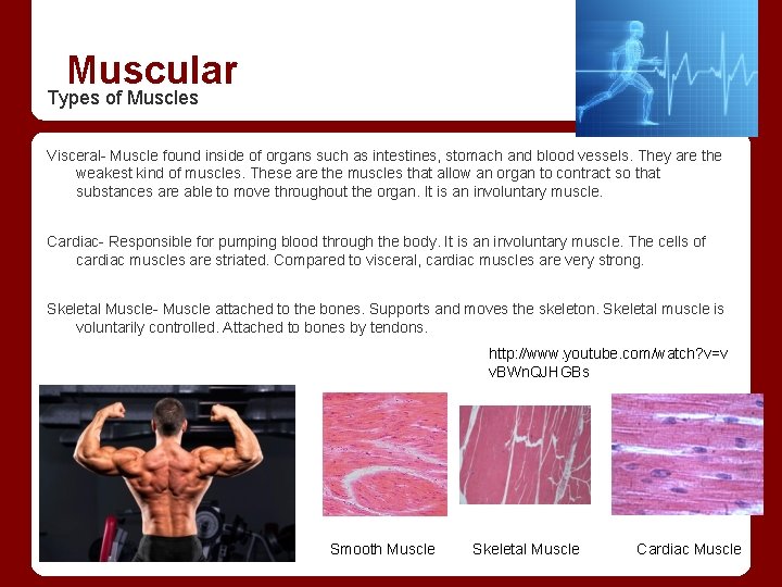 Muscular Types of Muscles Visceral- Muscle found inside of organs such as intestines, stomach