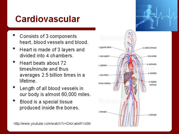 Cardiovascular • • • Consists of 3 components heart, blood vessels and blood. Heart