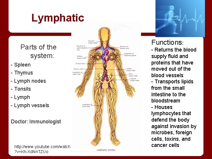 Lymphatic Parts of the system: - Spleen - Thymus - Lymph nodes - Tonsils