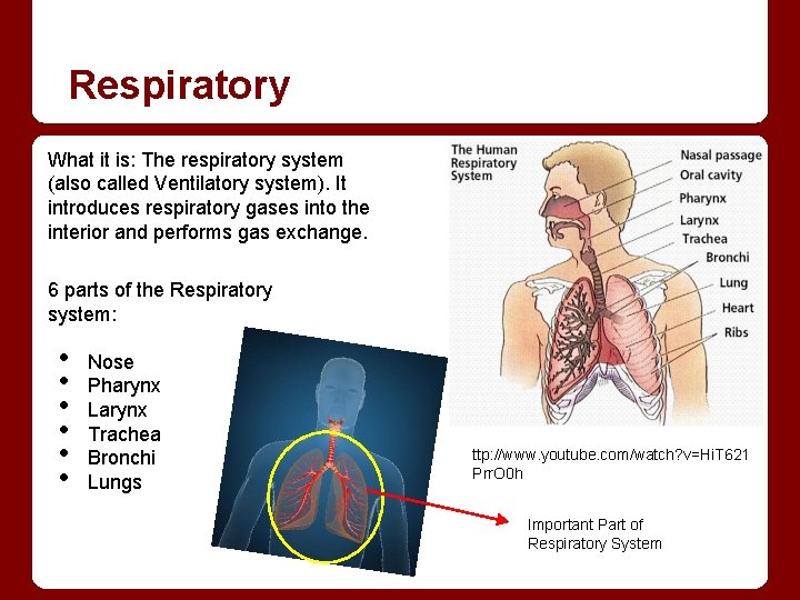 Respiratory What it is: The respiratory system (also called Ventilatory system). It introduces respiratory