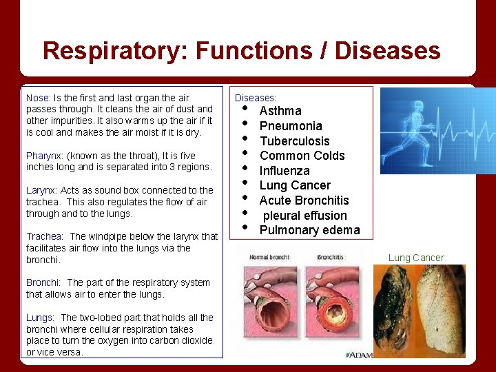 Respiratory: Functions / Diseases Nose: Is the first and last organ the air passes