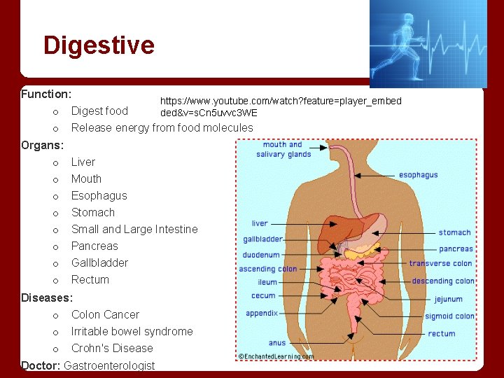 Digestive Function: https: //www. youtube. com/watch? feature=player_embed o Digest food ded&v=s. Cn 5 uvvc