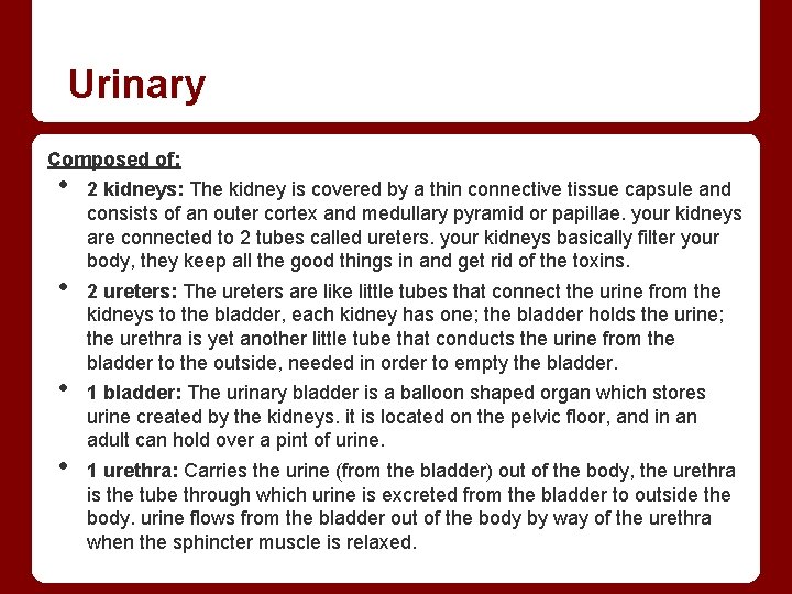 Urinary Composed of: • • 2 kidneys: The kidney is covered by a thin