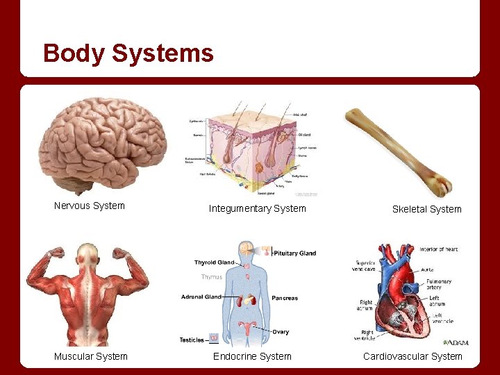Body Systems Nervous System Muscular System Integumentary System Endocrine System Skeletal System Cardiovascular System